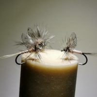 Cloeon Dipterum Insect'L